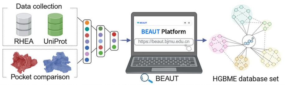 BEAUT: Using AI to Reveal Hidden Bile Acid Enzymes in the Gut Microbiome